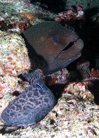 Maldives 2021 - Murene javanaise - Giant morey - Gymnothorax javanicus - DSC00781_rc